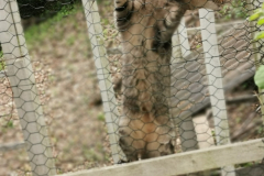 IMG_20200511_172702_1